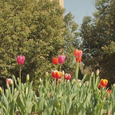 三张牌下载金花免费app下载